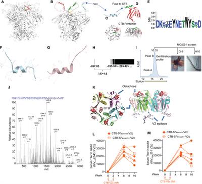 Cholera toxin B scaffolded, focused SIV V2 epitope elicits antibodies that influence the risk of SIVmac251 acquisition in macaques